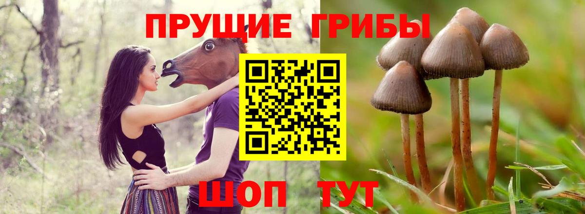 Псилоцибиновые грибы Cubensis  Галлюциногенные грибы мицелий  Горно-Алтайск  закладки  Вход с VPN 